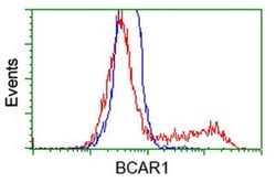 BCAR1 Mouse anti-Canine, Human, Mouse, Rat, Clone: OTI3A11, liquid, TrueMAB