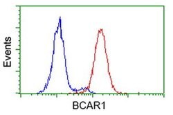 BCAR1 Mouse anti-Canine, Human, Mouse, Rat, Clone: OTI3A11, liquid, TrueMAB