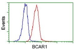 BCAR1 Mouse anti-Canine, Human, Mouse, Rat, Clone: OTI3A11, liquid, TrueMAB