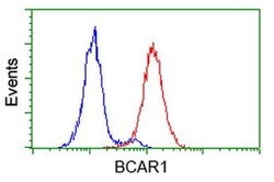 BCAR1 Monoclonal Antibody (OTI3A5), TrueMAB , OriGene 100 &mu;L; Unconjugated:Antibodies,