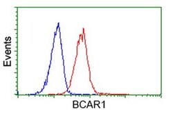 BCAR1 Monoclonal Antibody (OTI1B1), TrueMAB , OriGene 30 &mu;L; Unconjugated:Antibodies,