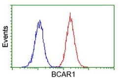 BCAR1 Monoclonal Antibody (OTI1B1), TrueMAB , OriGene 30 &mu;L; Unconjugated:Antibodies,