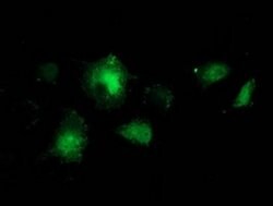 BCAR1 Mouse anti-Canine, Human, Mouse, Rat, Clone: OTI3A11, liquid, TrueMAB