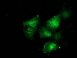 BCAR1 Monoclonal Antibody (OTI1A9), TrueMAB , OriGene:Antibodies:Primary