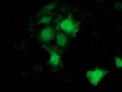 BCAR1 Monoclonal Antibody (OTI3A5), TrueMAB , OriGene 100 &mu;L; Unconjugated:Antibodies,