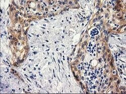 BCAR1 Mouse anti-Canine, Human, Mouse, Rat, Clone: OTI3A11, liquid, TrueMAB