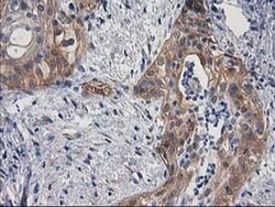 BCAR1 Monoclonal Antibody (OTI1A9), TrueMAB , OriGene 100 &mu;L; Unconjugated:Antibodies,