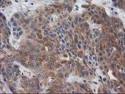 BCAR1 Monoclonal Antibody (OTI1A9), TrueMAB , OriGene 100 &mu;L; Unconjugated:Antibodies,