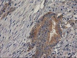 BCAR1 Monoclonal Antibody (OTI1A9), TrueMAB , OriGene 100 &mu;L; Unconjugated:Antibodies,