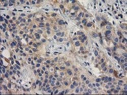 BCAR1 Monoclonal Antibody (OTI3A5), TrueMAB , OriGene 100 &mu;L; Unconjugated:Antibodies,