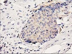 BCAR1 Monoclonal Antibody (OTI1B1), TrueMAB , OriGene 30 &mu;L; Unconjugated:Antibodies,