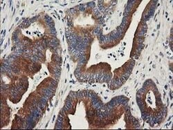 BCAR1 Monoclonal Antibody (OTI1B1), TrueMAB , OriGene 30 &mu;L; Unconjugated:Antibodies,