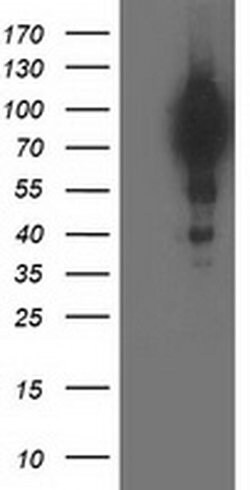 BCAR1 Mouse anti-Canine, Human, Mouse, Rat, Clone: OTI3A11, liquid, TrueMAB
