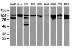 BCAR1 Mouse anti-Canine, Human, Mouse, Rat, Clone: OTI3A11, liquid, TrueMAB