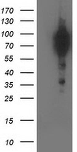 BCAR1 Monoclonal Antibody (OTI1A9), TrueMAB , OriGene 100 &mu;L; Unconjugated:Antibodies,