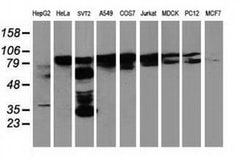 BCAR1 Monoclonal Antibody (OTI1A9), TrueMAB , OriGene 100 &mu;L; Unconjugated:Antibodies,
