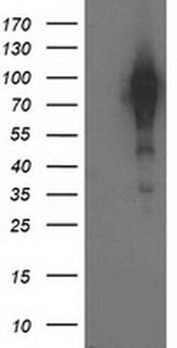 BCAR1 Monoclonal Antibody (OTI3A5), TrueMAB , OriGene 100 &mu;L; Unconjugated:Antibodies,