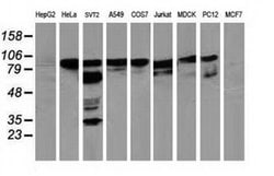 BCAR1 Monoclonal Antibody (OTI3A5), TrueMAB , OriGene 100 &mu;L; Unconjugated:Antibodies,