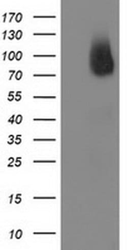 BCAR1 Monoclonal Antibody (OTI1B1), TrueMAB , OriGene 30 &mu;L; Unconjugated:Antibodies,