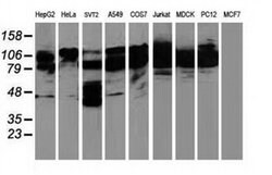 BCAR1 Monoclonal Antibody (OTI1B1), TrueMAB , OriGene 30 &mu;L; Unconjugated:Antibodies,