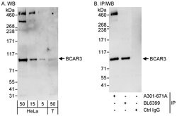 BCAR3 Rabbit anti-Human, Polyclonal, Bethyl Laboratories 100 &mu;L; Unconjugated:Antibodies,