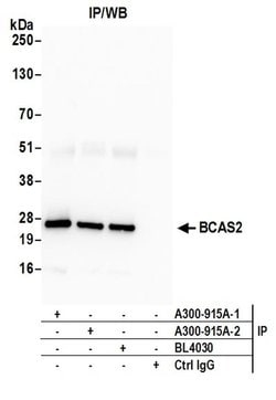 BCAS2 Rabbit anti-Human, Mouse, Polyclonal, Bethyl Laboratories 100 &mu;L;