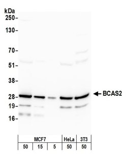 BCAS2 Rabbit anti-Human, Mouse, Polyclonal, Bethyl Laboratories 100 &mu;L;