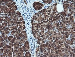BCAT1 Mouse anti-Canine, Human, Mouse, Clone: OTI3F5, lyophilized, TrueMAB