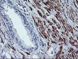 BCAT1 Mouse anti-Canine, Human, Mouse, Clone: OTI3F5, lyophilized, TrueMAB