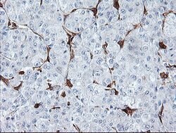 BCAT1 Mouse anti-Canine, Human, Mouse, Clone: OTI3F5, lyophilized, TrueMAB