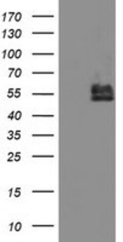 BCAT1 Mouse anti-Canine, Human, Mouse, Clone: OTI3F5, lyophilized, TrueMAB