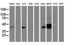 BCAT1 Mouse anti-Canine, Human, Mouse, Clone: OTI3F5, lyophilized, TrueMAB