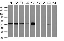 BCAT1 Mouse anti-Canine, Human, Mouse, Clone: OTI3F5, lyophilized, TrueMAB