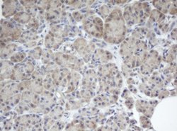 BCL10 Mouse anti-Human, Clone: OTI3C2, lyophilized, TrueMAB 100 &mu;g;