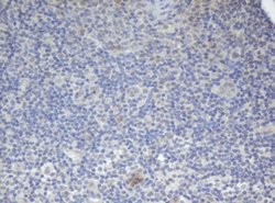 BCL10 Mouse anti-Human, Clone: OTI3C2, lyophilized, TrueMAB 100 &mu;g;