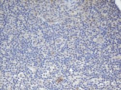 BCL10 Monoclonal Antibody (OTI3C2), TrueMAB , OriGene 100 &mu;L; Unconjugated:Antibodies,