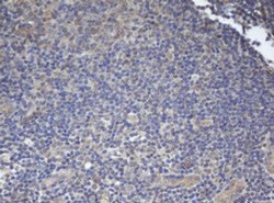 BCL10 Monoclonal Antibody (OTI6A8), TrueMAB , OriGene 100 &mu;L; Unconjugated:Antibodies,