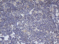 BCL10 Monoclonal Antibody (OTI6A8), TrueMAB , OriGene 100 &mu;L; Unconjugated:Antibodies,