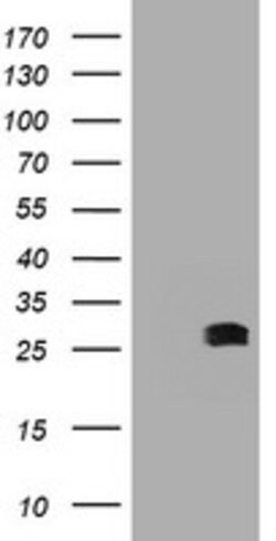 BCL10 Mouse anti-Human, Clone: OTI4H9, lyophilized, TrueMAB 100 &mu;g;