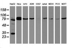 BCL10 Monoclonal Antibody (OTI4H9), TrueMAB , OriGene 30 &mu;L; Unconjugated:Antibodies,