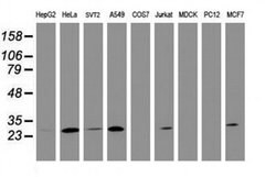 BCL10 Monoclonal Antibody (OTI3C4), TrueMAB , OriGene 30 &mu;L; Unconjugated:Antibodies,