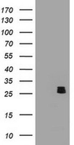 BCL10 Monoclonal Antibody (OTI1B3), TrueMAB , OriGene 100 &mu;L; Unconjugated:Antibodies,