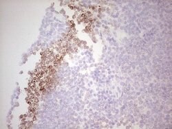 BCL2 Mouse anti-Human, Clone: OTI3H10, lyophilized, TrueMAB 100 &mu;g;