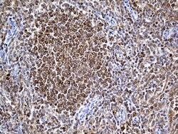 BCL2 Mouse anti-Human, Clone: OTI5H4, lyophilized, TrueMAB 100 &mu;g; Unconjugated:Antibodies,