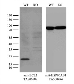 BCL2 Monoclonal Antibody (OTI10C7), TrueMAB , OriGene 30 &mu;L; Unconjugated:Antibodies,