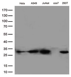 BCL2 Monoclonal Antibody (OTI2E5), TrueMAB , OriGene 30 &mu;L; Unconjugated:Antibodies,