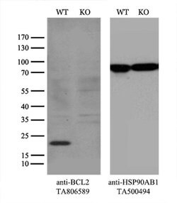 BCL2 Monoclonal Antibody (OTI10C7), TrueMAB , OriGene 30 &mu;L; Unconjugated:Antibodies,