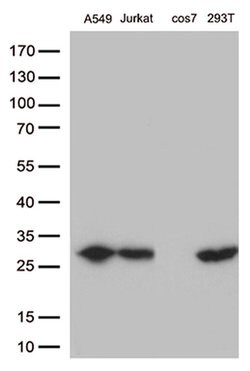 BCL2 Monoclonal Antibody (OTI10C7), TrueMAB , OriGene 30 &mu;L; Unconjugated:Antibodies,