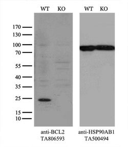 BCL2 Monoclonal Antibody (OTI7H9), TrueMAB , OriGene:Antibodies:Primary