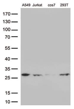 BCL2 Monoclonal Antibody (OTI7H9), TrueMAB , OriGene 100 &mu;L; Unconjugated:Antibodies,